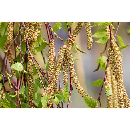 Betula Pubescens