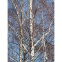 Betula Pubescens