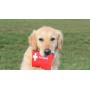First aid herbal kit for cats and dogs