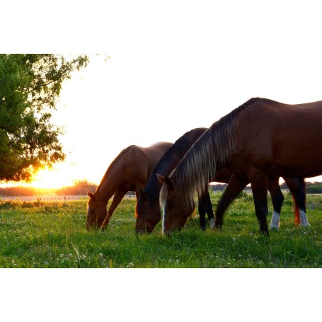 Webinar, insight into pasture policy for horses - Fructan in grass, 9th of April 2025