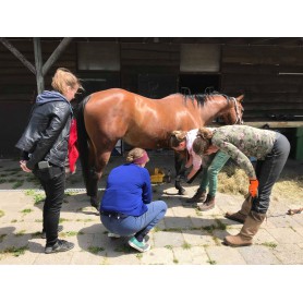 1 day barefoot trimming workshop to get more insight in healthy hooves and healthy feeding