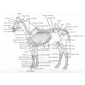 PAIN MEASUREMENT, find out where your horse has discomfort