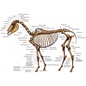 Vital Horse Care course `Pain measurement`