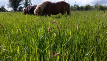 Stressed grass = stressed horse!