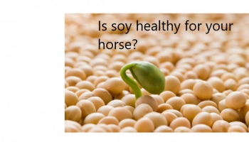 Soy, a healthy option for equines or not?
