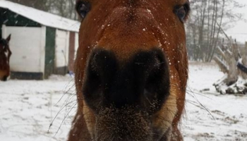 What to feed my horse during winter time?