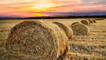 How to measure the sugar content in hay yourself 